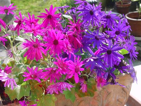 Blumenaufschrei