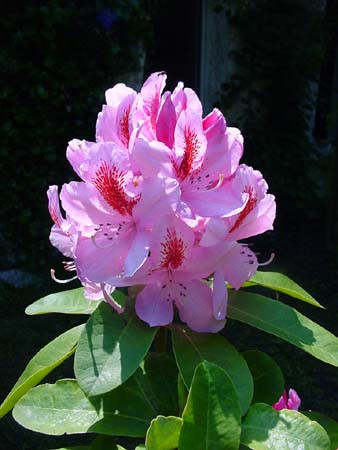 Blumenkelch