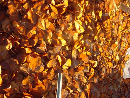Herbstlaub