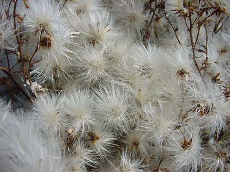 HerbstpflaumNL