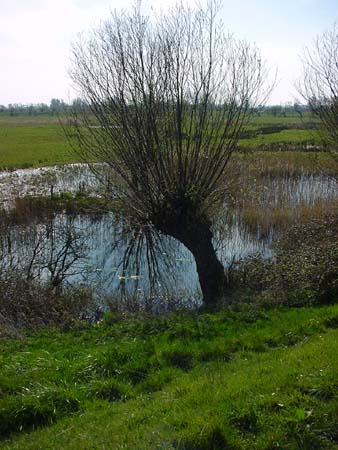 Hollandweide