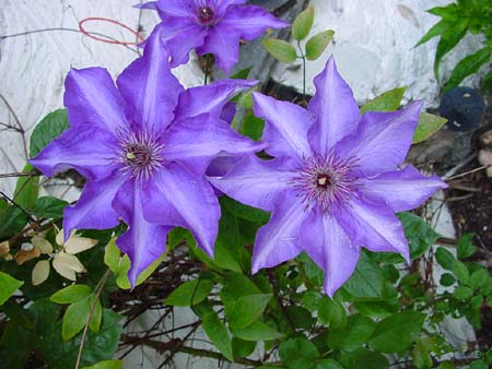 Klematis