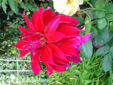 KnallroteBlume