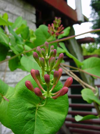 Knospen1