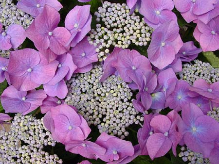 LilaBlüten