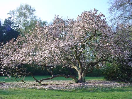 Magnolienbaum