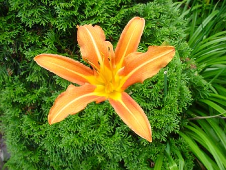 OrangeneBlüte