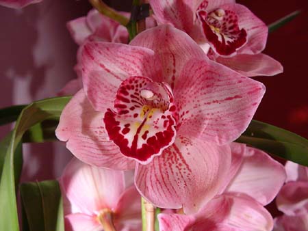 Orchideen
