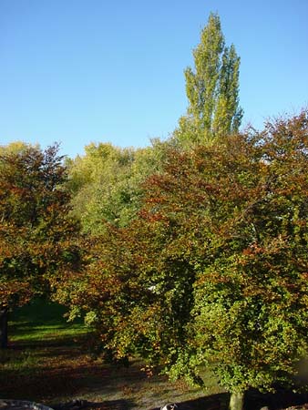 ParkinderSonne