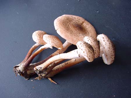 Pilze
