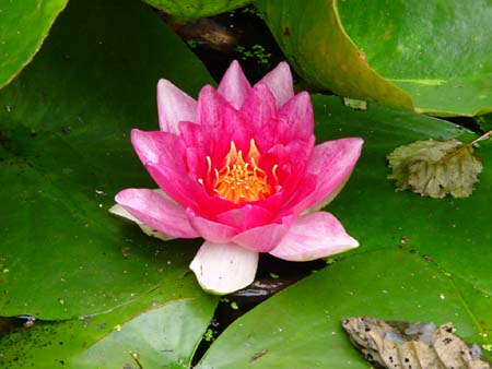 Seerose!