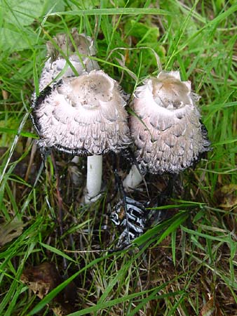 Tintenschöpflinge