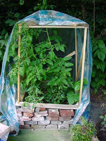 Tomatenhäuschen