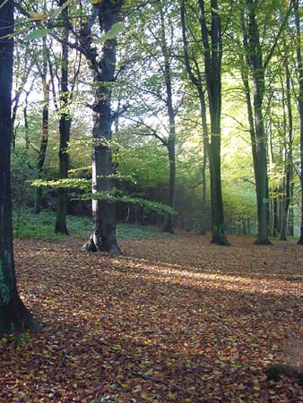 Wald1