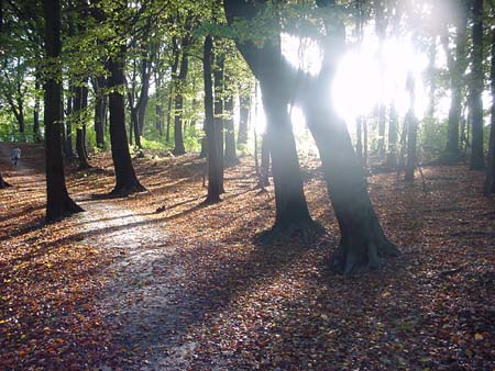 Waldstrahlend