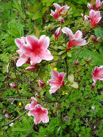 WiederandereBlumen