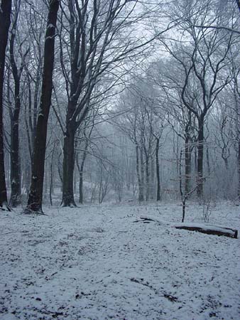 Winterwald